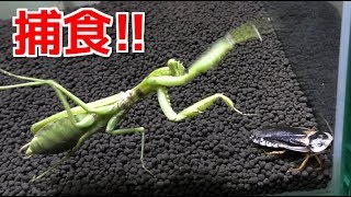 Give a giant cockroach to a hungry mantis
