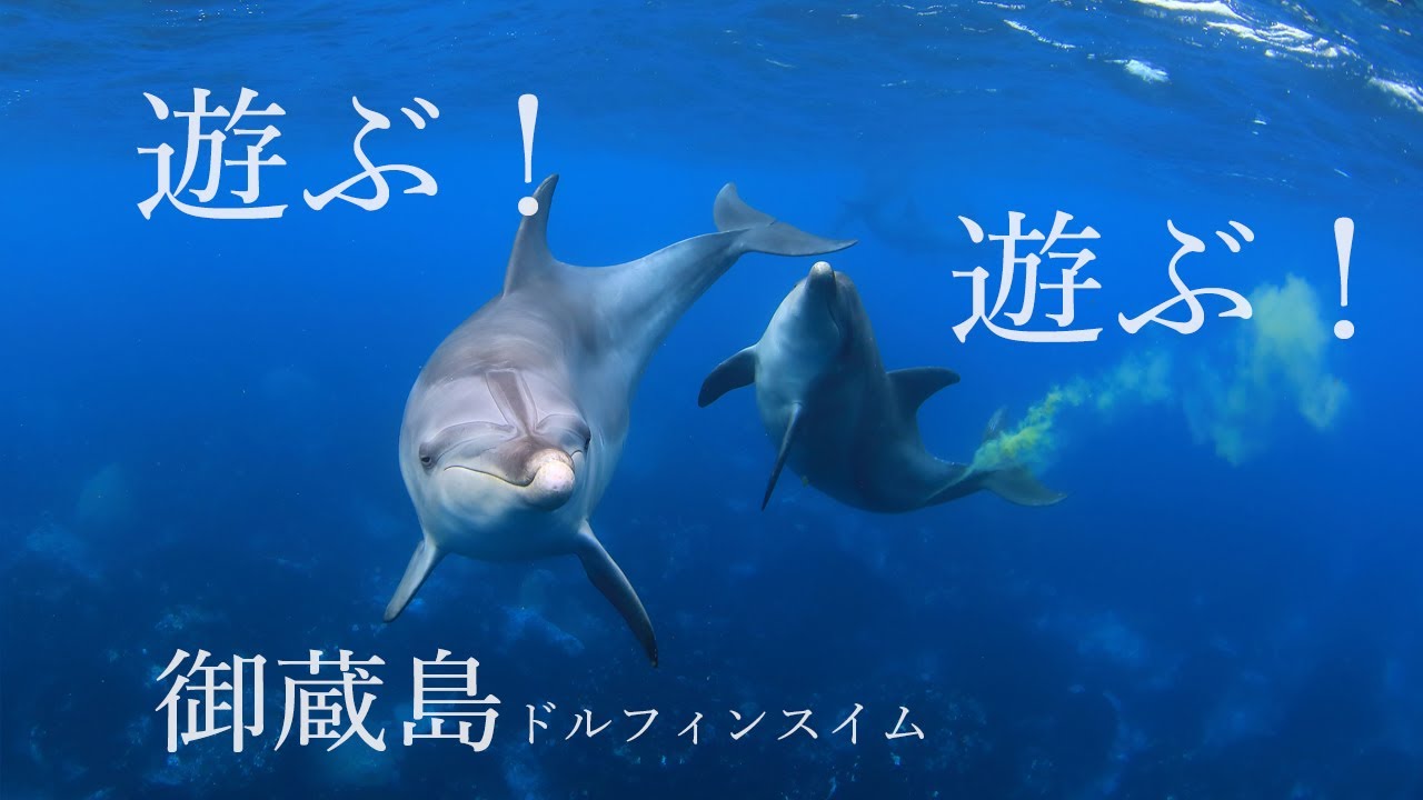 連載 イルカ クジラ解放 第一部 イルカ クジラ 第二章 奇跡の存在 Npo法人 動物解放団体 リブ Animal Liberator