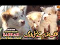 Saddar dogs Market Karachi 13-12-20 Siberian Husky  American Pit Bull Dalmatian Dog Market Updates