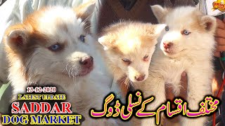 Saddar dogs Market Karachi 131220 Siberian Husky  American Pit Bull Dalmatian Dog Market Updates