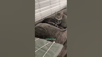 404 Cat Not Found!? Kitty Wisdom Level 3 #cat #kittycat #404