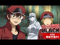 「はたらく細胞BLACK」第2弾 特別予告PV│TVアニメ放送・配信中！