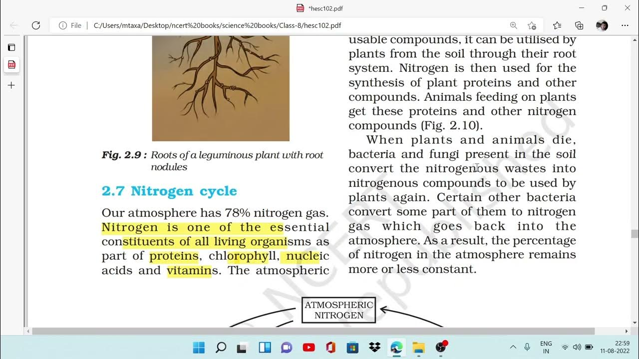 Nitrogen Cycle, Nitrogen Fixation, Class 8, Science, Chapter 2
