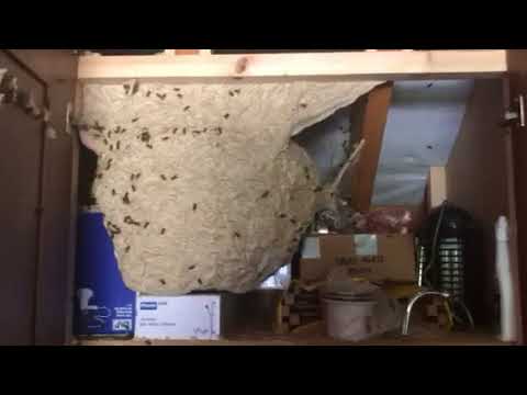 Crazy wasps nest!!