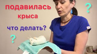 Крыса подавилась. Что делать? Что случилось с Савочкой((