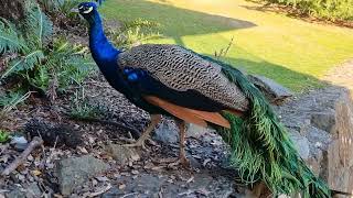 Chasing this Peacock Bird around Cataract Gorge in Launceston, Tasmania.