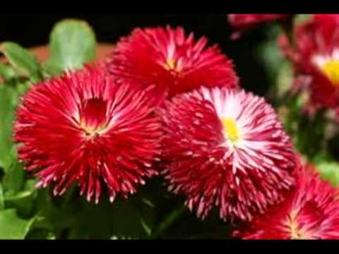 flores relajacion , flowers relax camera iphone 8 plus apk