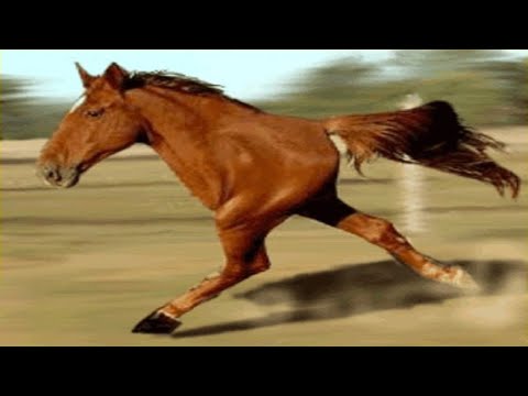 İki Ayaklı At Dört Nala Koşuyor !! Bin Yılda Bir Doğan Dünyanın En Nadir Atları