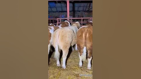PEDET SIMENTAL #sinaugendeng #shorts #viralvideo #cow #animals