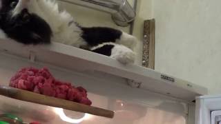 Кот ест мясо без вилки(, 2016-12-07T09:59:44.000Z)