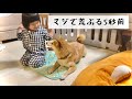 暑くなってきたので犬用の冷却マットを敷いたら予想通りの展開になった