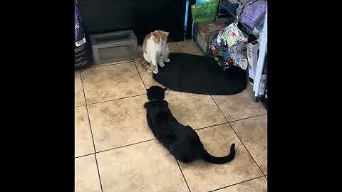 Cat not amused by cat on catnip 😸