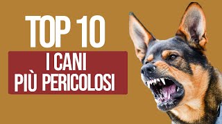 TOP 10 Cani Più Pericolosi Del Mondo by Funny Pets 101,104 views 1 year ago 6 minutes, 1 second