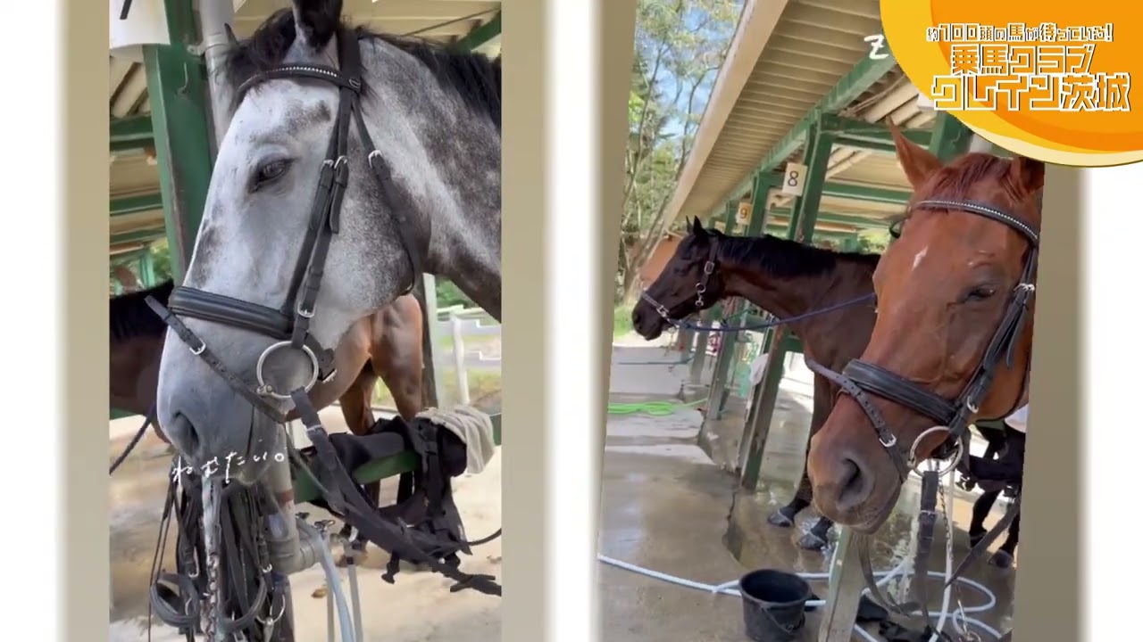馬のくら 乗馬クラブクレイン茨城 【45分しっかり】乗馬体験チケット【 乗馬
