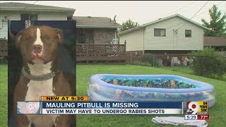 Dog missing after attack in Hamilton