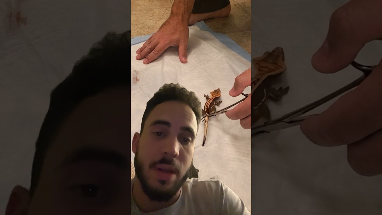 Crested Gecko Tail Drop Reaction 🤦🏻‍♂️