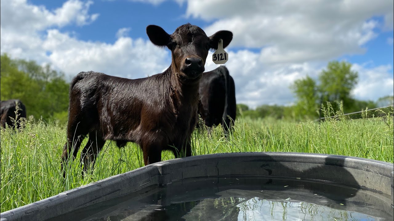 Getting water to livestock on a small scale Ranch. Part: 2 - YouTube
