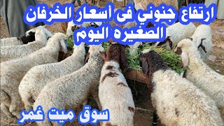 اسعار الخرفان الصغيره اليوم نتايات أوسيمى عمر سبع شهور sheep videos