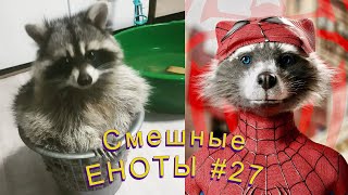 Cмешные ЕНОТЫ #27 / Приколы с ЕНОТАМИ 2022 / Funny Raccoons.