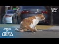 Cat With Disabled Legs Terrified Of Crossing The Road Pleads For Help | Animal in Crisis EP135