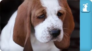 80 seconds of Adorable Wrinkled Basset Hound Puppies