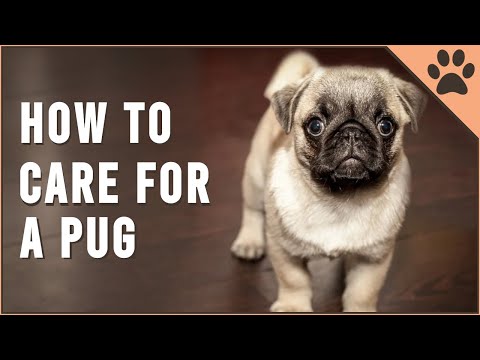 How To Care For A Pug | Dog World