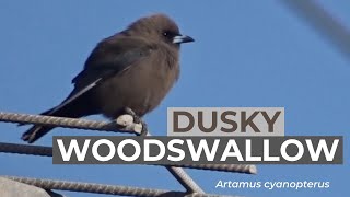 Dusky Woodswallow (Artamus cyanopterus) | Dandenong Valley Wetland, Victoria (AUSTRALIA) Dusky Woodswallow (Artamus cyanopterus) | Dandenong Valley Wetland, Victoria (AUSTRALIA)