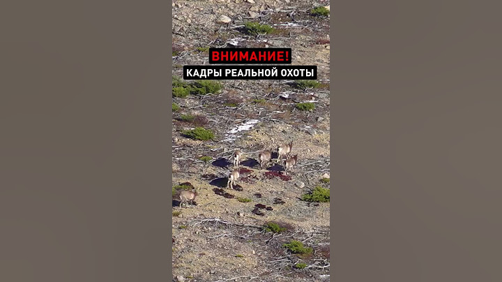 🌏🐏 ДИКАЯ ОХОТА. ПУЛЯ НАСТИГЛА БЕГУЩЕГО БАРАНА (680 м)🍀