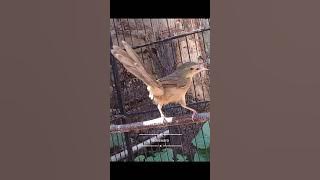 Masteran ciblek gunung (cigun) paling dicari.. Jeda air 20 Detik