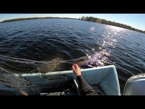 Video: Kalastajanainen Veti Outo Olento Vedestä - Vaihtoehtoinen Näkymä