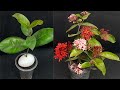 How to propagate IXORA plants by cutting in using an egg
