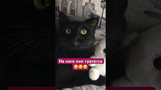 Главный в семье #приколы #кошки #животные