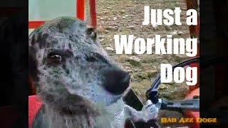 Bad Azz Working Farm Dog