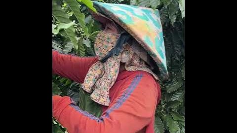 [VCU - MÙA NÀY VẪN THẾ] TẬP 6: KHI CON LÀ ĐỘNG LỰC | VCU JSC #vietnamcoffeeunited #vcuroastery