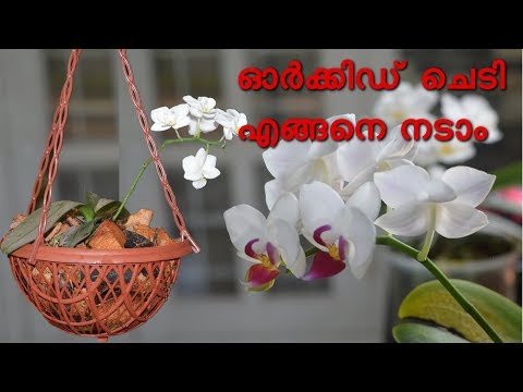 ഓർക്കിഡ്