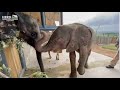 Orphaned baby elephants Khanyisa and Fenya meet for the first time🥰
