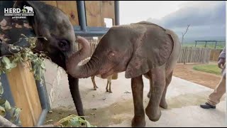 Orphaned baby elephants Khanyisa and Fenya meet for the first time