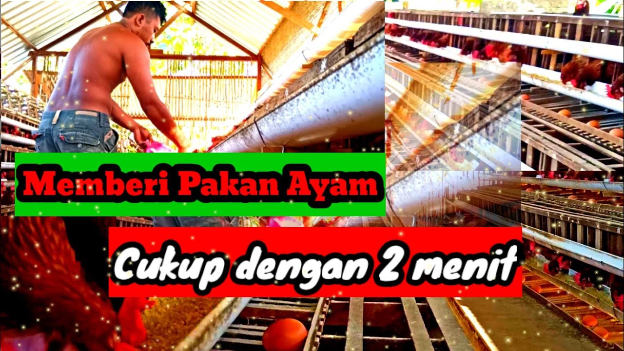 Kandang ayam petelur kapasitas 300 ekor. 