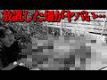 あっ・・・畑が・・・【ガーデニング】【園芸】【園芸初心者】【じゅんぺい君】
