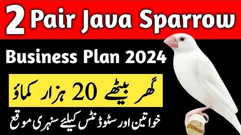 Java Finch 2 Pair Feasibility Report 2024 | Java Business Plan 2024 | Mini Zoo