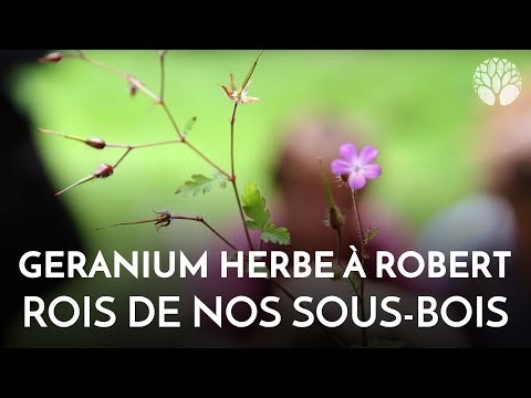 Video: Geranium Robert