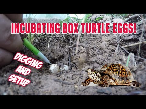 Video: Box Turtle - Terrapene Carolina սողունների ցեղատեսակ հիպոալերգենային, առողջության և կյանքի տևողություն