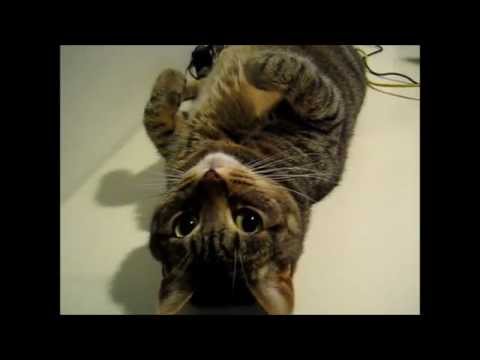 cat แปลว่า Mysli being cute