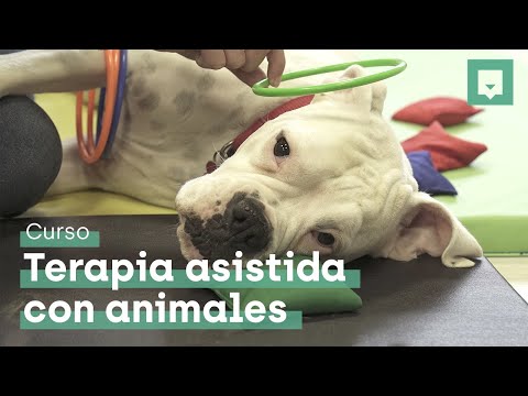 Video: Los Mini Caballos Brillan Como Animales De Terapia