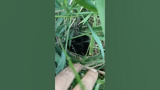 Melihat anak burung ruak-ruak/kerkuak yang baru menetas di alam liar