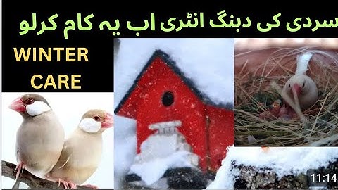 Winter Tips For All Birds || Java Finches sparrow|| lovebirds winter Care | Asif Birds Farm