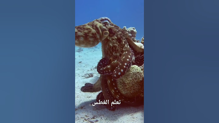 تعلم الغطس  diving in hurghada