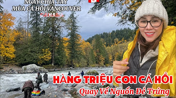 🇨🇦 HÀNG TRIỆU CON CÁ HỒI QUAY VỀ NGUỒN ĐẺ TRỨNG - Ngày Chia Tay Mùa Cá Hồi Tại Chilliwack 