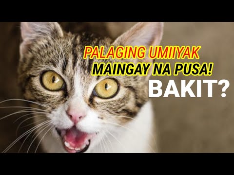 PALAGING UMIIYAK ANG PUSA SOBRANG INGAY ANO BA ANG DAHILAN EXCESSIVE MEOWING YAN