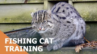 Fishing Cat Training | The Big Cat Sanctuary